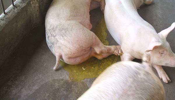 Lợn con bị đi phân vàng kèm theo máu, ở 2 bên tai và lưng có nốt bầm tím loang rộng bằng đầu ngón tay cái, lợn họ khẹc, mệt mỏi nằm li bì