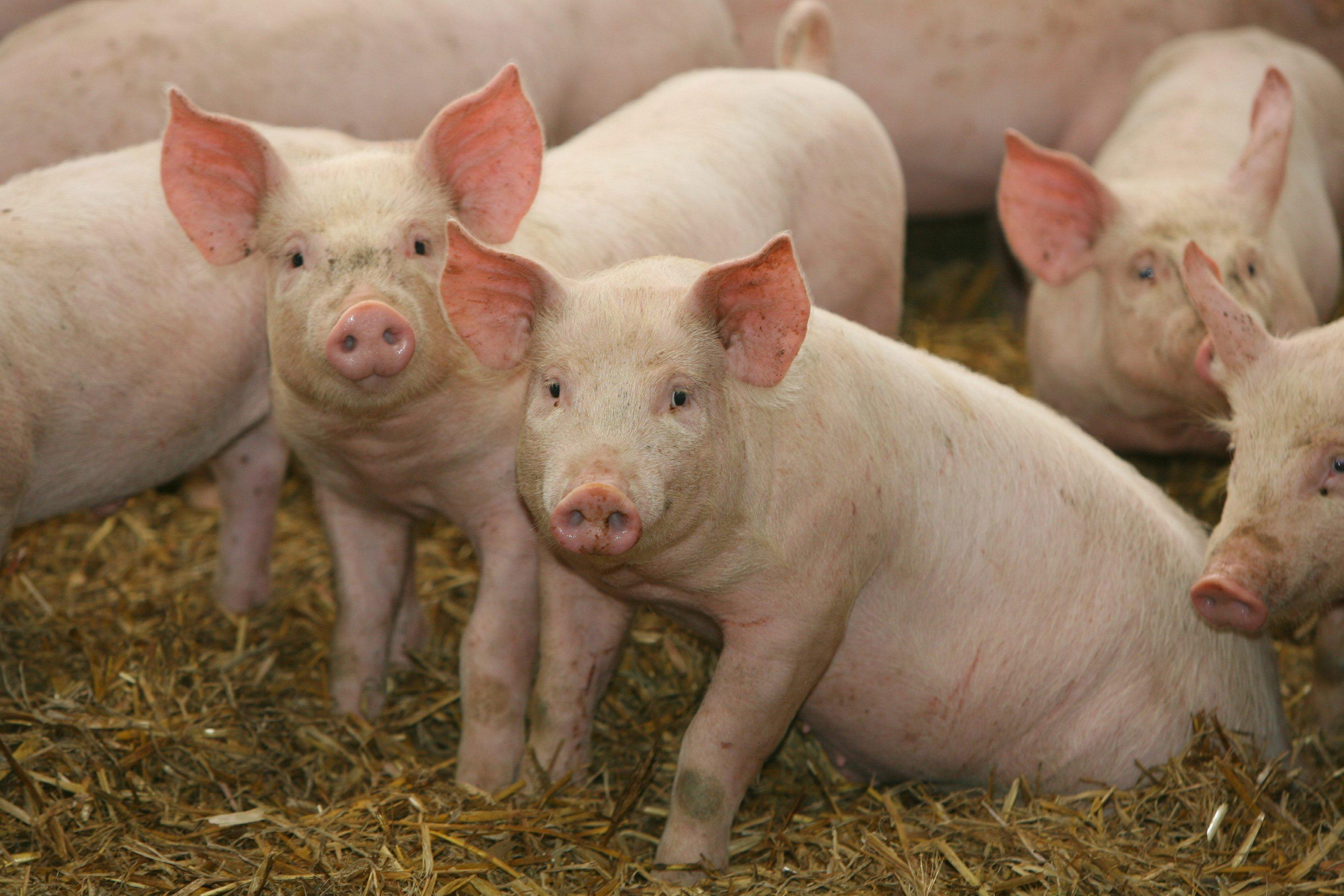 Cách phân biệt dịch tả lợn châu phi và dịch tả lợn cổ điển